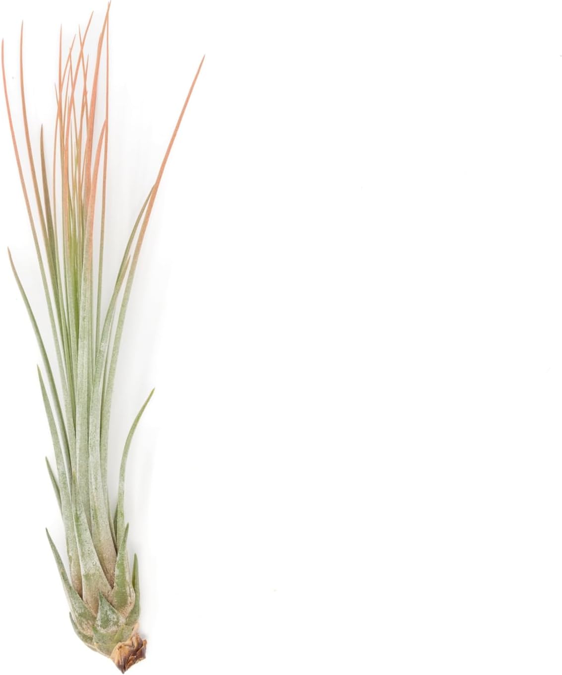 Coral Colorful Tillandsia Air Plants - Long Lasting Color Enhanced Live Tillandsia Succulent House Plants - Home and Garden Decor - Easy Care Indoor/Outdoor Plants (Juncea, Single)