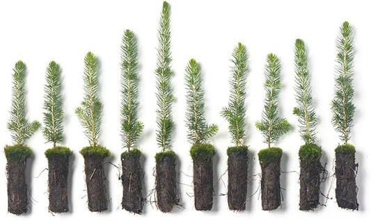 Black Hills Spruce Live Tree Plug Seedlings | 6"-12" | Arbor Day Foundation (10-Pack)