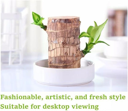 Brazilian Wood Plant,Mini Brazil Lucky Wood,with Ceramic Tray Lucky Tree,Swelling The Stage of About to Sprout,Brazilian Tree Perfect for Home,Office Desktop Decoration (Simple Style)