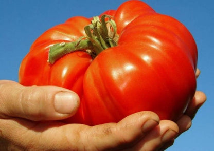 Seeds Vegetable Beefsteak Tomato Red Giant Indetereminate Non GMO for Planting Heirloom
