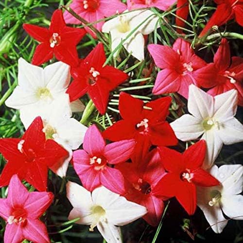 Seeds Flowers Cypress Vine Mix (Quamoclit) - 30 Seeds