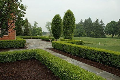 Winter Gem Boxwood - 15 Live Plants - Low Maintenance Formal Evergreen Hedge