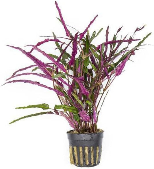SubstrateSource Live Jungle Plants - Hemigraphis repanda (Hemigraphis sp.) - Low to Medium Light, Purple Green, Terrarium or Paludarium, Textured Rosette Groundcover - Pot