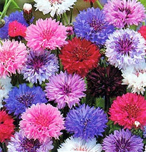 Dirt Goddess Super Seeds ~ Cornflower/Bachelor Button Seeds - Tall Mix Centaurea cyanus (1 lb) 90,000 Seeds Non GMO Bulk