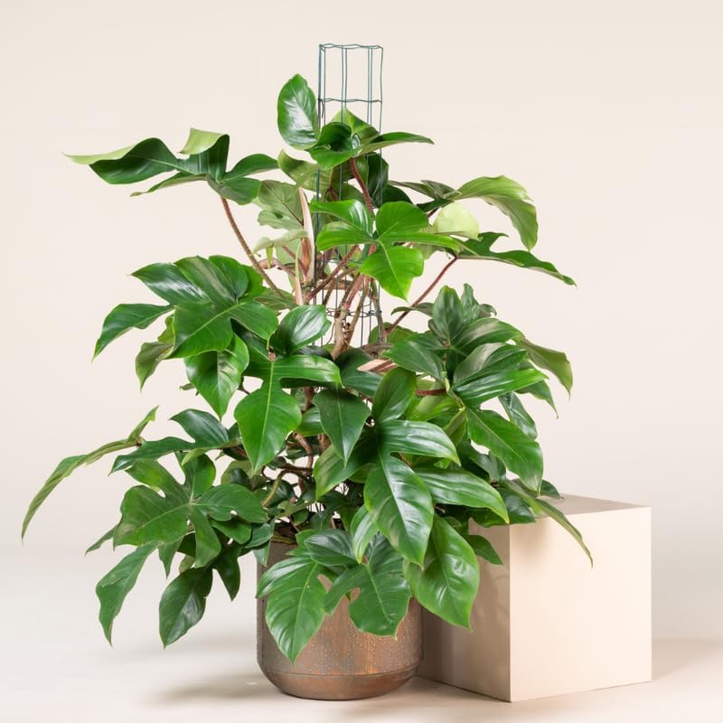 2 Green Leaves Philodendron Live Plant 5-9" Tall, Rare Tropical Indoor Houseplant Home Garden