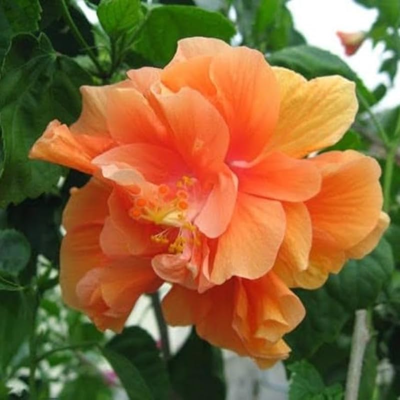 Golden Peach Hibiscus Plant Live, Hardy Hibiscus Flowers Colorful Blooms for Outdoor Landscapes, 8-10 Inch Height, Hibiscus Shrubs, No Pot, Well-Rooted