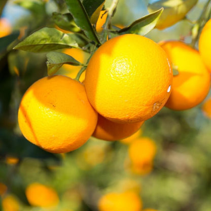 Valencia Orange Tree, Sweet Orange Tree 2 Feet from Pot Base, Mature Fruit Trees in Gallon Pot, Outdoor Plant Live for Gardening No Ship to CA