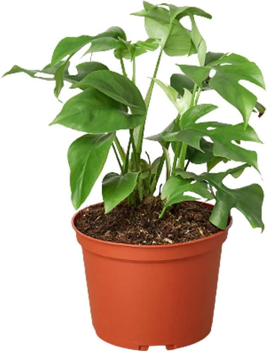 Philodendron Monstera Minima Live Plant for Indoor | Different Houseplants in 4'' & 6'' Pot | Real House Plant for Living Room, Office, Desk & Bathroom | Cheese Holes Plant