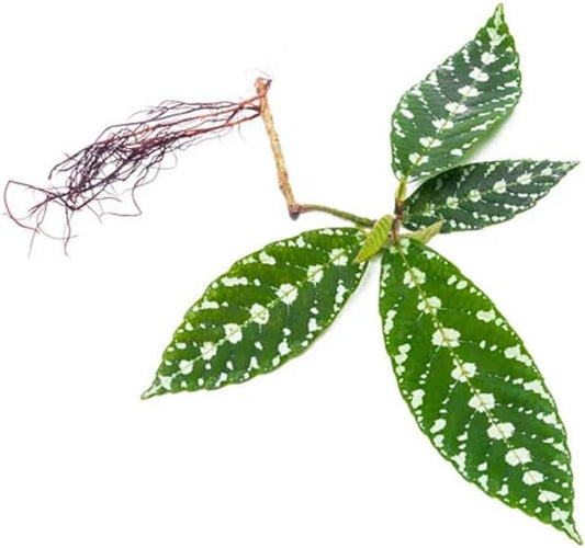 SubstrateSource Live Jungle Plant - Leea zippeliana - Moderate Care, Indirect Light, Dark Green with Silver Veins Accent, Indoor Terrarium or Shaded Area Rosette Plant - Loose/Bare Root