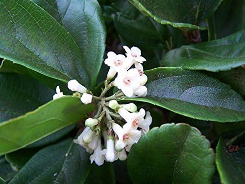 Viburnum Suspensum - 3 Live Plants - Evergreen Privacy Hedge