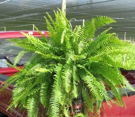 Live Boston Fern Hanging Basket – 12" Basket with 34” Wide Lush Green Fronds – Air-Purifying Houseplant – Pet Friendly & Easy Care for Home, Porch, Patio, or Office Décor