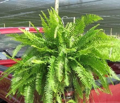 Live Boston Fern Hanging Basket – 12" Basket with 34” Wide Lush Green Fronds – Air-Purifying Houseplant – Pet Friendly & Easy Care for Home, Porch, Patio, or Office Décor