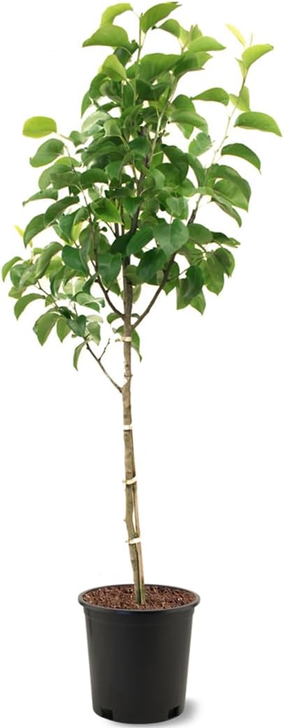 American Plant Exchange Flordahome Pear Trees, 5 Gallon Pot, 3-4ft Tall, Semi-Self Pollinating, Live Fruiting Tree, Large Outdoor Landscape Plant, White Flowers, Fresh Pears for Eating or Canning