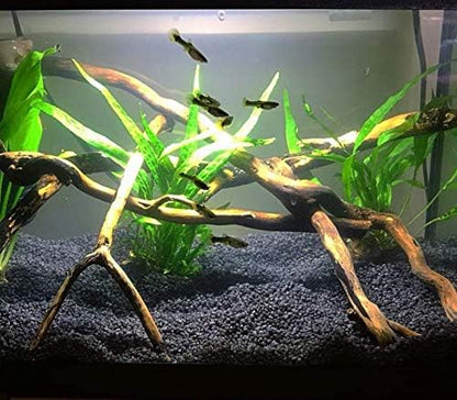 (20+ Leaves) Microsorum Pteropus Java Fern Live Aquarium Plant Tall Bunch Aquatic Fish Tank Decoration