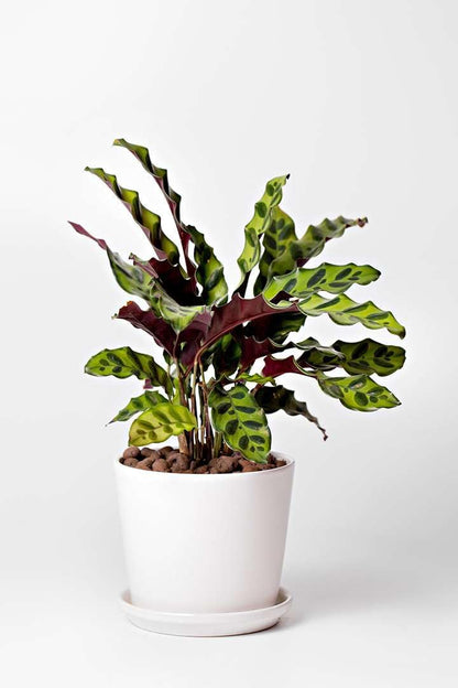 Calathea Lancifolia Rattlesnake Live Plant for Indoor | Different Houseplants in 4'' & 6'' Pot | Real House Plant for Living Room, Office, Desk & Bathroom | Peacock Zebra