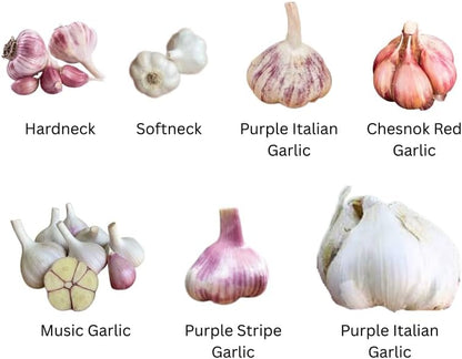 1 Pound Garlic for Planting in Fall Mix Random Softneck Hardneck, 8-10 Assorted Garlic Bulbs for Planting, Fresh and High Yield Bulb Variety Pack, Hardy and Fast Growing