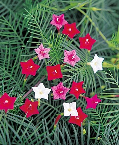 Seeds Flowers Cypress Vine Mix (Quamoclit) - 30 Seeds