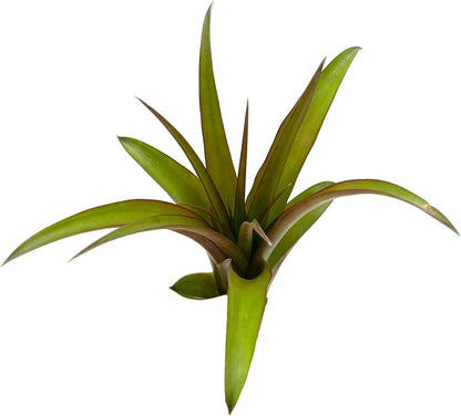 ragnaroc Air Plants - Tillandsia Red Capitata, Large 5-7” - 3 ct - Live Arrival Guaranteed - House Plants for Home Decor & Gift