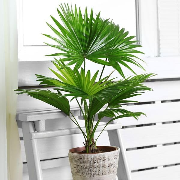 4+ Seeds Chinese Fan Palm Livistona chinensis Rare - Tree Green