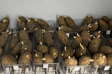 Idaho Russet Certified Potato Seed Real Whole Potatoes American Grown Non GMO Ready to Grow 3LBS