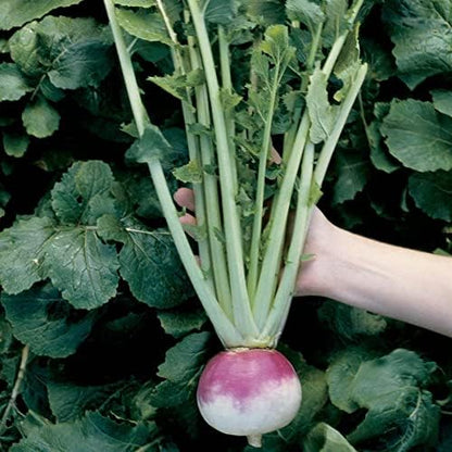 Park Seed Royal Crown Hybrid Turnip Seeds, Mild and Perfect for Soups, Pack of 600 Seeds