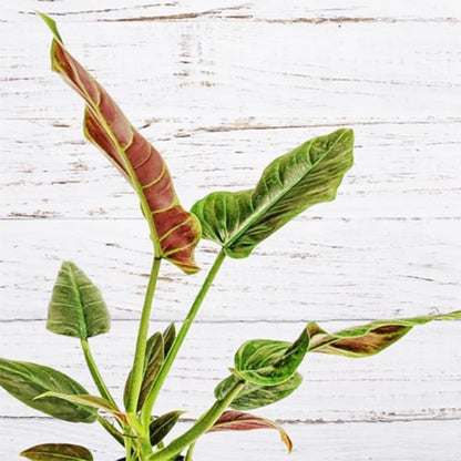 2 Rare Philodendron Live Plant 5-9" Tall, Rare Tropical Indoor Houseplant Home Garden