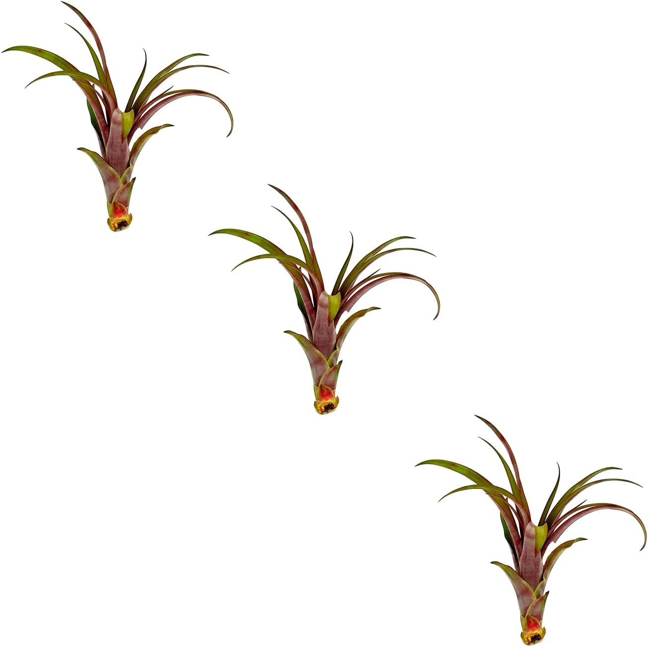 ragnaroc Air Plants - Tillandsia Red Capitata, Large 5-7” - 3 ct - Live Arrival Guaranteed - House Plants for Home Decor & Gift