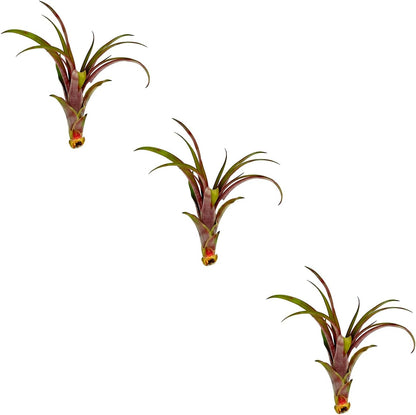 ragnaroc Air Plants - Tillandsia Red Capitata, Large 5-7” - 3 ct - Live Arrival Guaranteed - House Plants for Home Decor & Gift