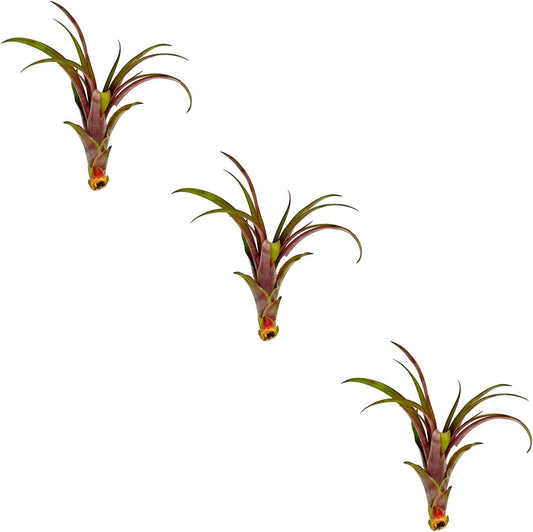 ragnaroc Air Plants - Tillandsia Red Capitata, Large 5-7” - 3 ct - Live Arrival Guaranteed - House Plants for Home Decor & Gift