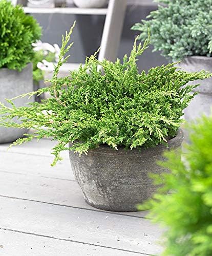 Prince of Wales Juniper - 60 Live Plants - Drought Tolerant Cold Hardy Evergreen Ground Cover