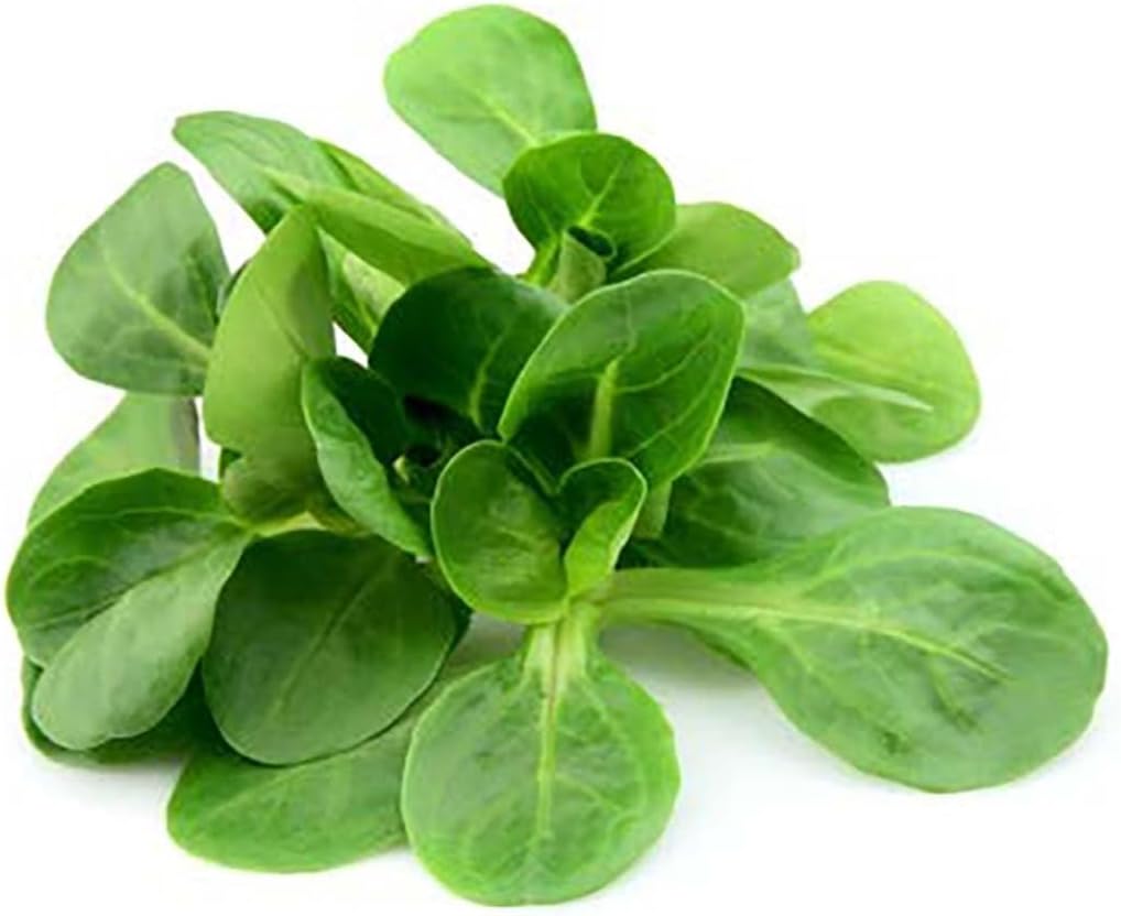 Mache Lettuce - Delicious Verte de Cambrai - 3000 Seeds of Small Leaf Variety and Best for Overwintering in The Cold Northeast. Corn Salad.