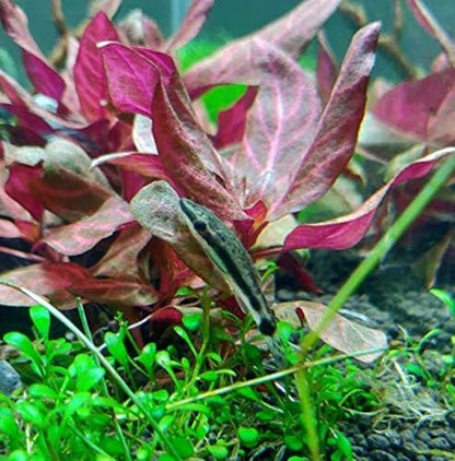 Alternanthera Reineckii VAR. Rosanervig Mini Freshwater Red Stems Live Aquarium Plant