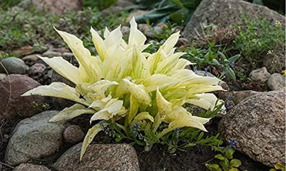 2pk White Feather Hosta Bare Roots - Perennial Cream & Green Foliage, Low-Maintenance Plant