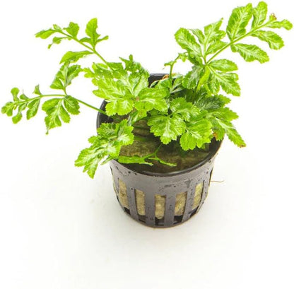 SubstrateSource Live Jungle Plants - Silver Lace Fern (Pteris ensiformis) - Bright Indirect Light, Variegated Green & White Accent, Terrarium or Paludarium, Freshwater Terrestrial Plant - Pot