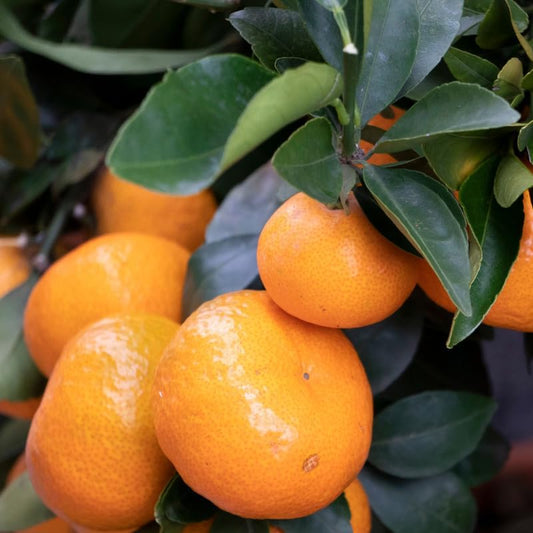 Live Tangerine Tree Plant, 2 to 3 Feet Live Sweet Tangerine Plant in Pot, Tangerine Fruit Tree Plant Live for Planting, No Ship to CA