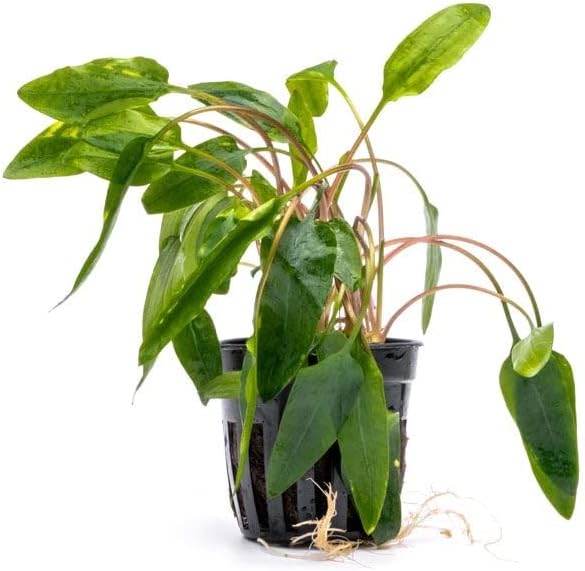 SubstrateSource Cryptocoryne Live Aquarium Plants - Freshwater Plant for Aquariums, Planted Fish Tanks - Beginner Friendly (Affinis Red, 1 Pot (3-5 Plants))