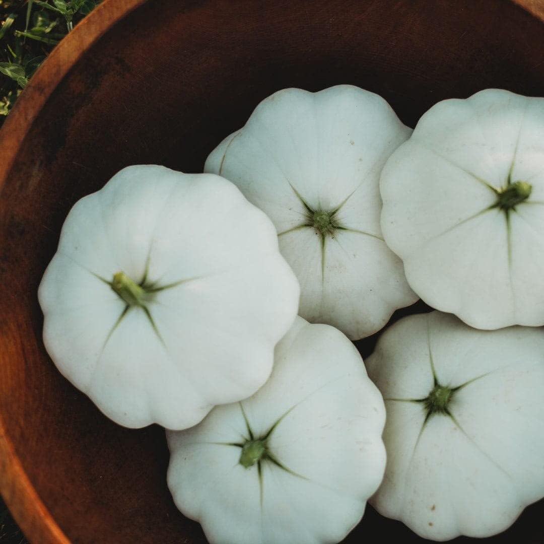 Early White Bush Scallop Squash (White Patty Pan Squash) - 25 Seeds - Bush Squash Variety, Non-GMO Heirloom Summer Squash Seeds for Planting in The Home Garden, Thresh Seed Company