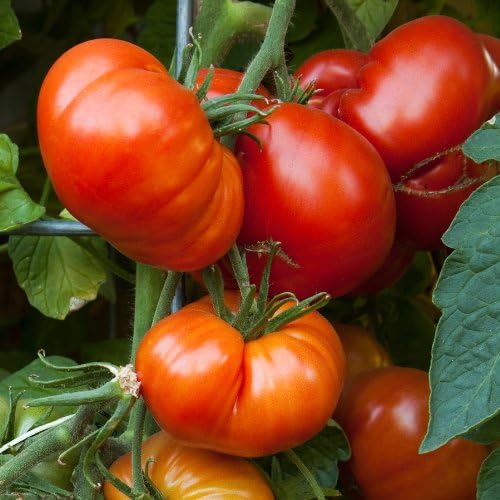 Clovers Garden Beefmaster Tomato Plants – Two (2) Live Plants – Non-GMO - Not Seeds - Each 4" to 8" Tall – in 4" Inch Pots – Indeterminate, Beefsteak