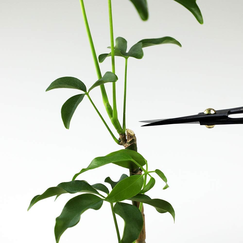 Wazakura Satsuki Bonsai Scissors Made in Japan 7 inch (180 mm), Japanese Bonsai Garden Tools, Hasami Pruning Shears