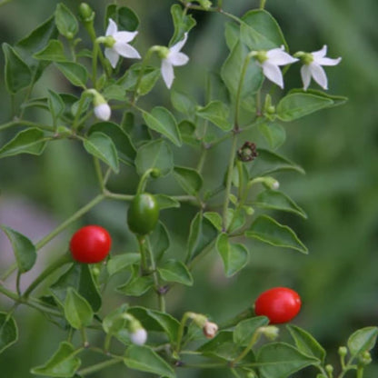 Set 2 Chiltepin Pepper Plants, Live Chiltepin Pepper Seedlings for Outdoor Garden, 4 to 8 Inch Tall Hot Pepper Live Plant, Red Chili Pepper Live Plant for Garden