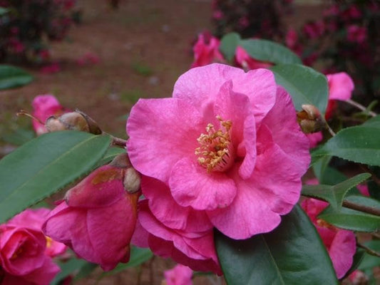 Kanjiro Camellia Flowering Shrub, 1 Gallon, Pink Blooms, Evergreen Plant