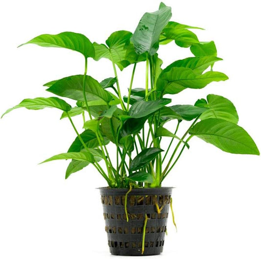 SubstrateSource Anubias Live Aquarium Plants - Potted Freshwater Plant for Fish Tanks, Terrariums - Beginner Friendly Low Light (Barteri Striped, Mother Plant)