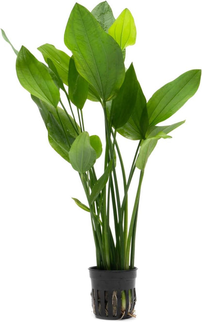 SubstrateSource Echinodorus Grandifolius Sword Live Plant for Freshwater Aquariums, Natural Fish Tank Decorations, and Aquatic Decor (1 Pot (2-3 Plants))