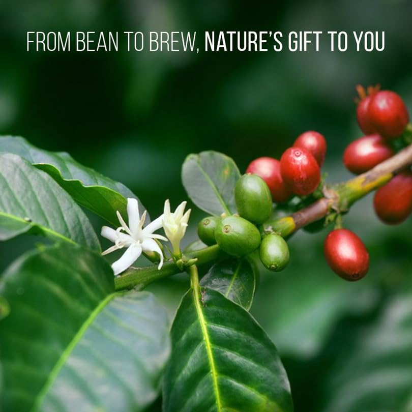 Coffee Plant Arabica (4 Pack) Real Live Plant for Sale | Coffee Lover's Dream | Easy to Grow Live for Planting | Grow Your Own Food on Your Edible Organic Garden |