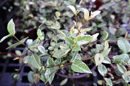 Variegated Asiatic Jasmine | 3 Live 4 Inch Plants | Trachelospermum Asiaticum | Fast Growing Ground Cover, Evergreen Foliage, Low Maintenance Vine, Landscaping Shrub, Drought Tolerant Plant