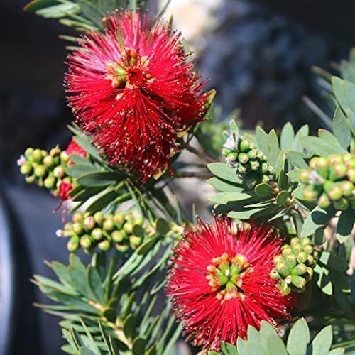Little John Dwarf Bottlebrush | 2 Large Gallon Size Plants | Callistemon Compact Heavy Blooming Shrub