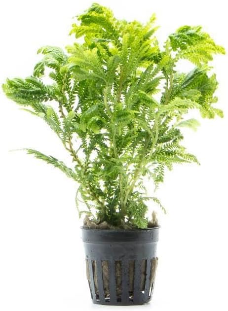 SubstrateSource Live Terrarium Plants - Spikey Moss for Terrariums, Paludariums - Easy, Beginner Friendly (Selaginella Wallichi)
