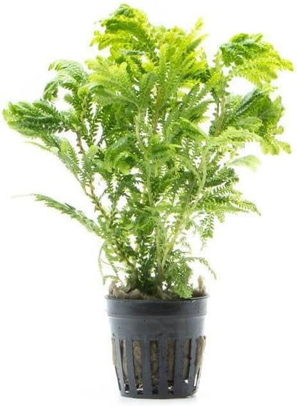 SubstrateSource Live Terrarium Plants - Spikey Moss for Terrariums, Paludariums - Easy, Beginner Friendly (Selaginella Wallichi)
