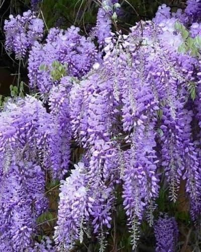 5 Blue Flowering Chinese Wisteria Vines - 6-12" Tall Live Plants - Wisteria Seedlings - Wisteria sinensis - (5 Pack)