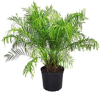 Roebelenii Palm Tree Plant Live - Overall Height 30" to 36" - Tropical Plants of Florida - Pygmy Date Palm Tree (Plant Only)